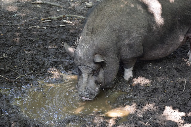巴萨失利的 巴萨失利的