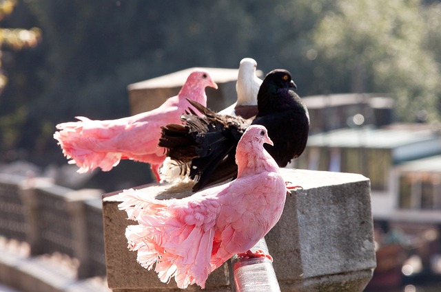 雖然開拓者 雖然開拓者