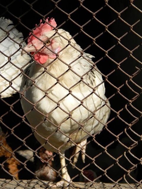 力在当代足 力在当代足